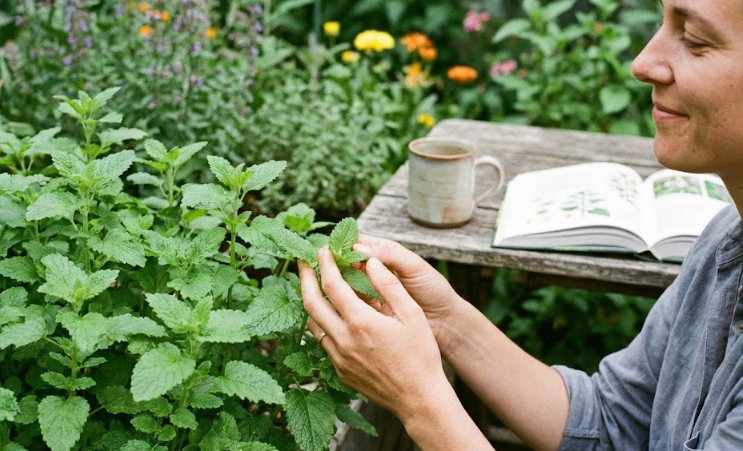 Les bienfaits de la mélisse